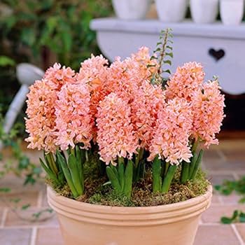 Hyacinth 'Gypsy Queen'-Apricot-Stunning Spring Flower 50 in Box