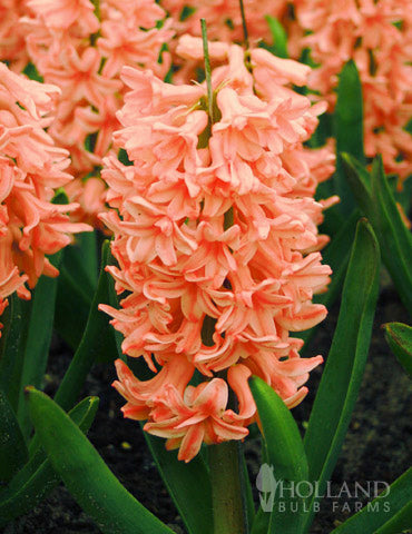 Hyacinth 'Gypsy Queen'-Apricot-Stunning Spring Flower 50 in Box