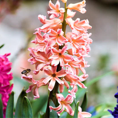 Hyacinth 'Gypsy Queen'-Apricot-Stunning Spring Flower 50 in Box
