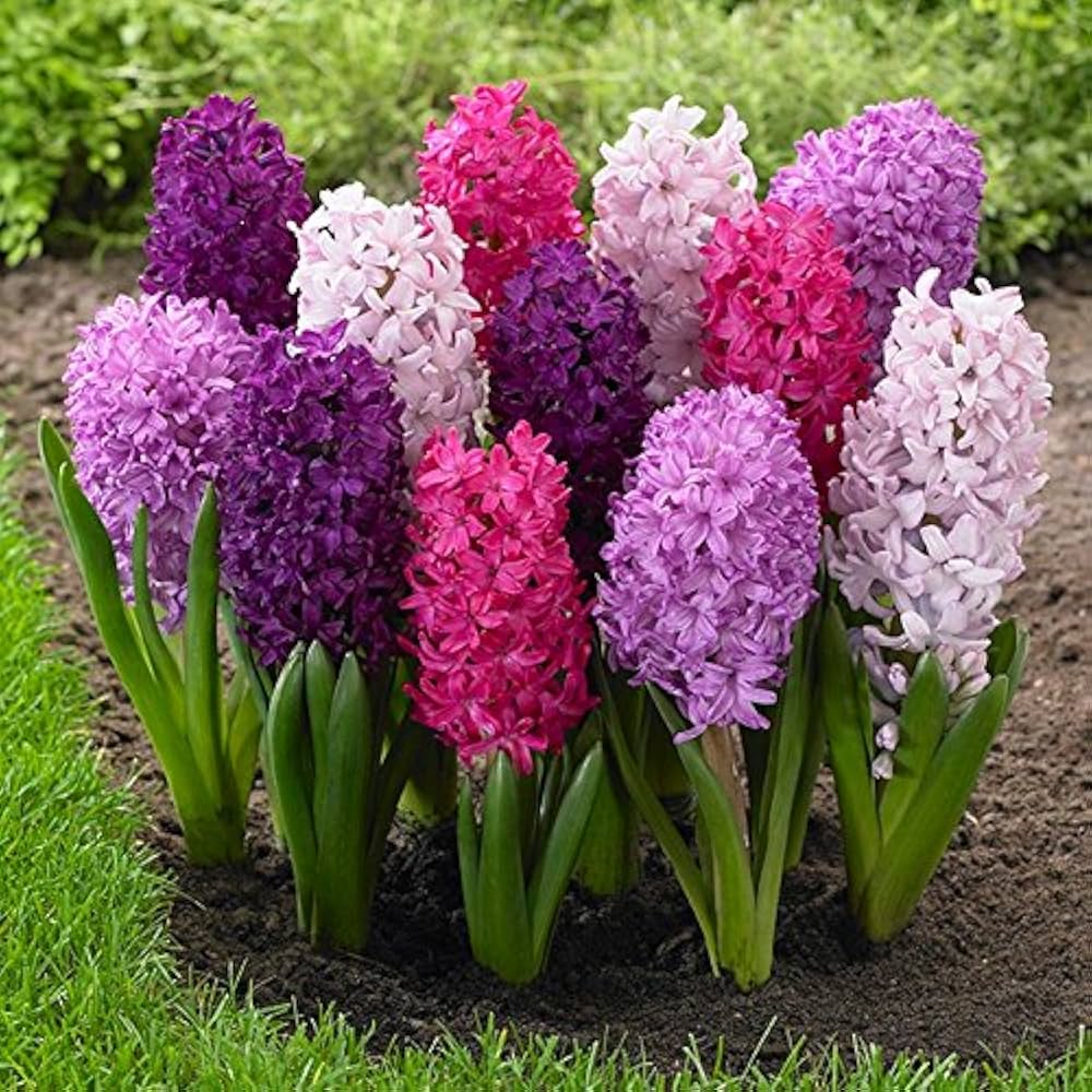Pink Hyacinth Mixture-Fragrant Blooms-Perfect for Gardens 50 in Box