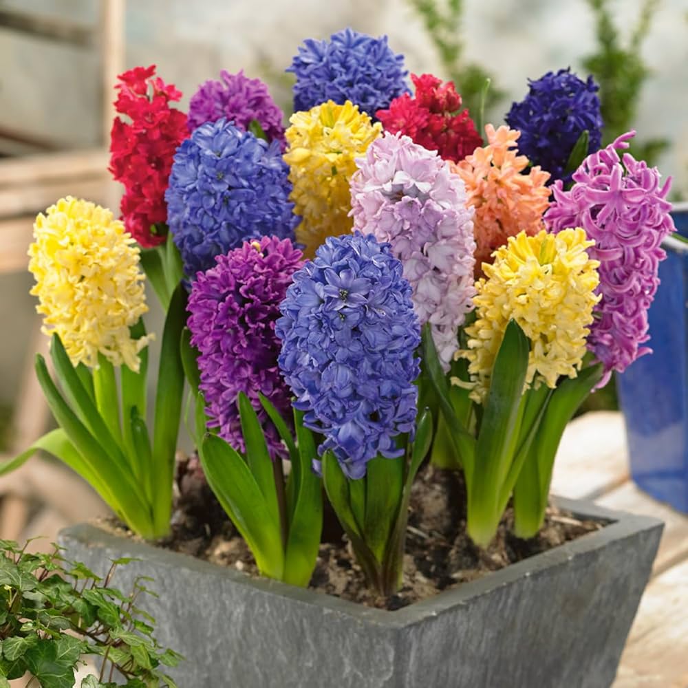 Pink Hyacinth Mixture-Fragrant Blooms-Perfect for Gardens 50 in Box