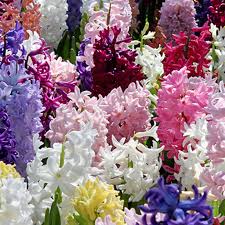 Pink Hyacinth Mixture-Fragrant Blooms-Perfect for Gardens 50 in Box