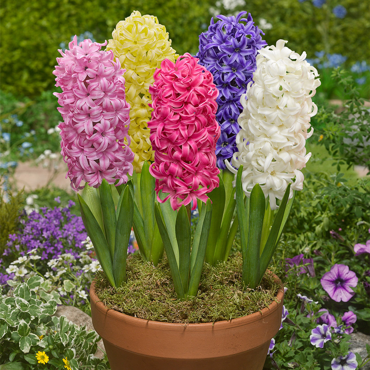 Pink Hyacinth Mixture-Fragrant Blooms-Perfect for Gardens 50 in Box