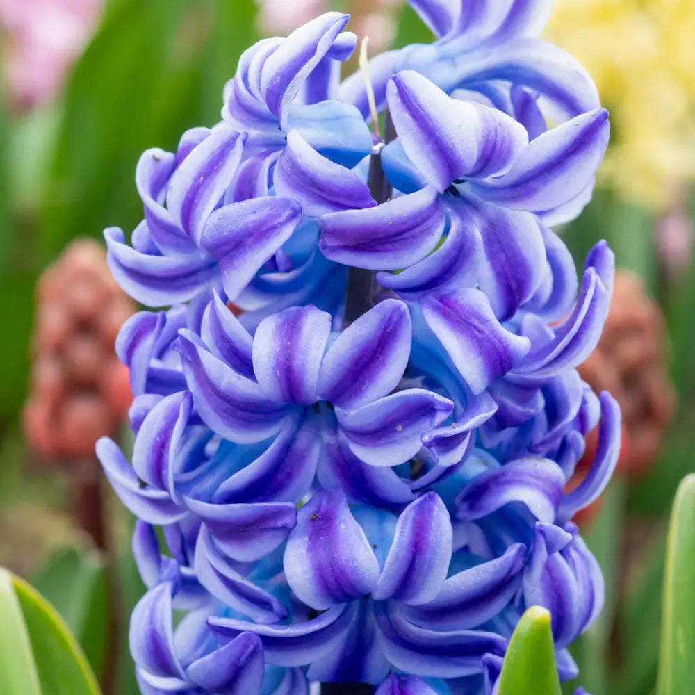 Aqua Hyacinth-Lilac with Dark Purple Tips-Fragrant Spring Bulb for Gardens 50 in Box
