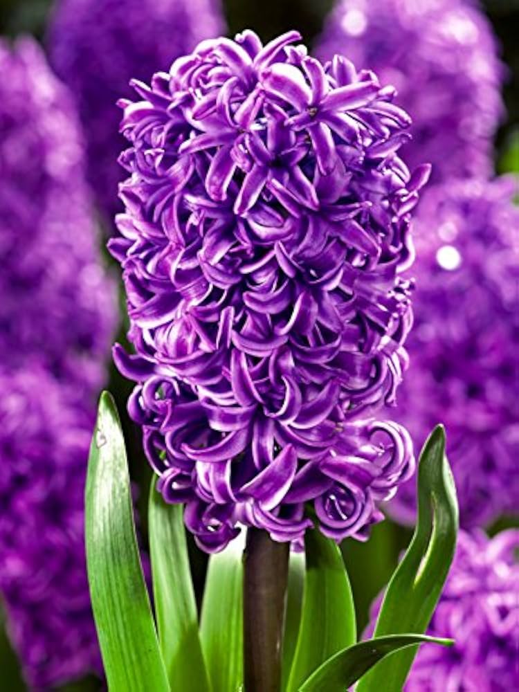 Aqua Hyacinth-Lilac with Dark Purple Tips-Fragrant Spring Bulb for Gardens 50 in Box