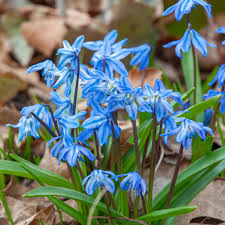Hyacinth Blue Star-Fragrant Blue Flower Bulbs 50 in Box
