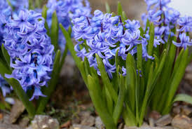 Hyacinth Blue Star-Fragrant Blue Flower Bulbs 50 in Box