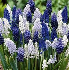 Grape Hyacinth Mix–Blues and Whites–Charming spring bulb 250 in Box