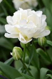 Tulip-'Mondial' Double Early-Perfect for cut arrangements 125 in Box