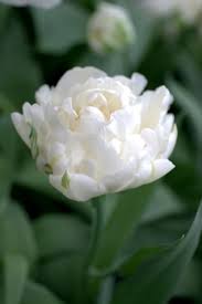 Tulip-'Mondial' Double Early-Perfect for cut arrangements 125 in Box