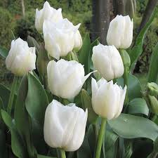 Tulip-'Mondial' Double Early-Perfect for cut arrangements 125 in Box