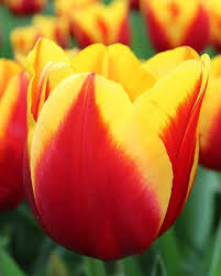 RedCrocus Limousine Double Early Tulip-Yellow Blooms for Spring Gardens 125 in Box
