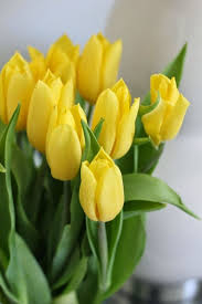 RedCrocus Limousine Double Early Tulip-Yellow Blooms for Spring Gardens 125 in Box