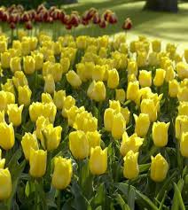 RedCrocus Limousine Double Early Tulip-Yellow Blooms for Spring Gardens 125 in Box
