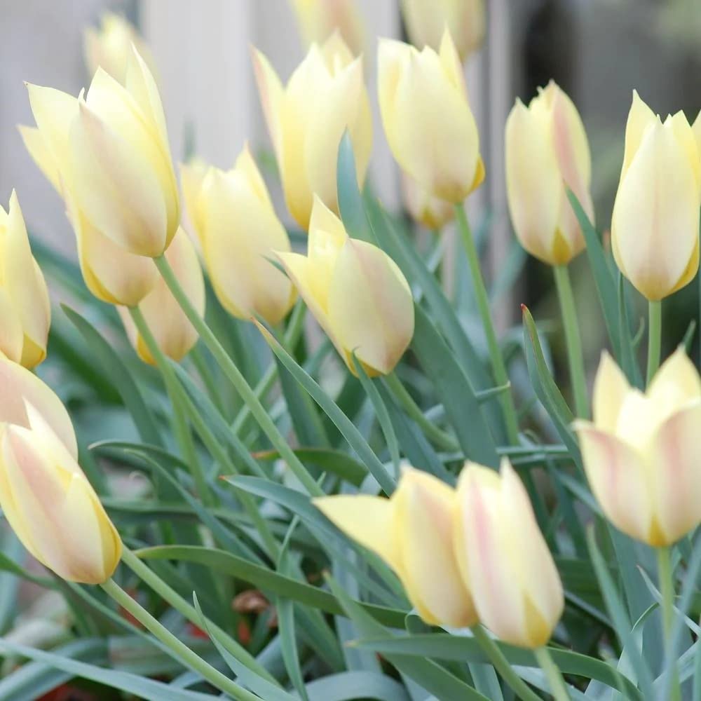 RedCrocus Limousine Double Early Tulip-Yellow Blooms for Spring Gardens 125 in Box