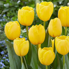 RedCrocus Limousine Double Early Tulip-Yellow Blooms for Spring Gardens 125 in Box