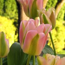 Greenland Green Tulip-Viridiflora-Unique pink petals with green stripe 125 in Box