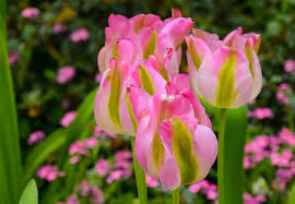 Greenland Green Tulip-Viridiflora-Unique pink petals with green stripe 125 in Box