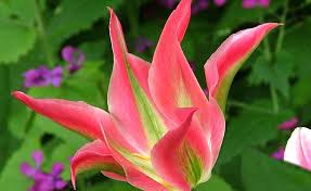 Greenland Green Tulip-Viridiflora-Unique pink petals with green stripe 125 in Box