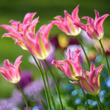 Greenland Green Tulip-Viridiflora-Unique pink petals with green stripe 125 in Box