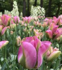 Greenland Green Tulip-Viridiflora-Unique pink petals with green stripe 125 in Box