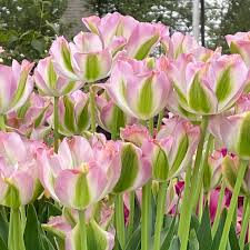 Greenland Green Tulip-Viridiflora-Unique pink petals with green stripe 125 in Box