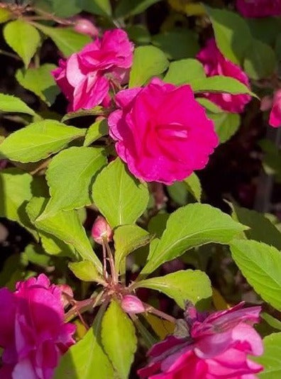 RedCrocus Glimmer Hot Pink Double Impatiens- Vibrant Shade Plant for Containers & Gardens 4.5" Pot (Pack of 5)