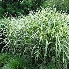 RedCrocus 'Cosmopolitan' Variegated Maiden Grass- Ornamental Grass with Silver-Green Foliage, Fluffy Plumes, Attracts Pollinators, Easy Care for Gardens- Live Plant 2 Gallon