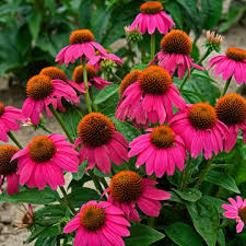 Echinacea purpurea 'PowWow Wild Berry'-Hardy perennial-Attracts pollinators 1 Gallon (Pack of 2)