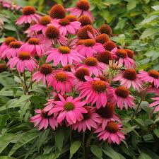 Echinacea purpurea 'PowWow Wild Berry'-Hardy perennial-Attracts pollinators 1 Gallon (Pack of 2)