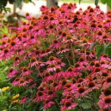 Echinacea purpurea 'PowWow Wild Berry'-Hardy perennial-Attracts pollinators 1 Gallon (Pack of 2)