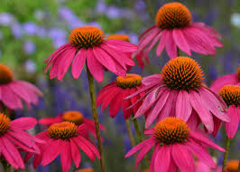 Echinacea purpurea 'PowWow Wild Berry'-Hardy perennial-Attracts pollinators 1 Gallon (Pack of 2)