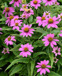 Echinacea purpurea 'PowWow Wild Berry'-Hardy perennial-Attracts pollinators 1 Gallon (Pack of 2)
