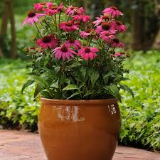 Echinacea purpurea 'PowWow Wild Berry'-Hardy perennial-Attracts pollinators 1 Gallon (Pack of 2)