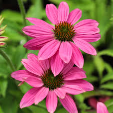 Echinacea purpurea 'PowWow Wild Berry'-Hardy perennial-Attracts pollinators 1 Gallon (Pack of 2)