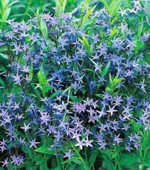 RedCrocus Arkansas Blue Star Amsonia hubrichtii- Vibrant Sky-Blue Star-Shaped Flowers, Drought-Tolerant, Pollinator-Friendly, Container-Ready, Deer-Resistant Perennial 1 Gallon (Pack of 2)