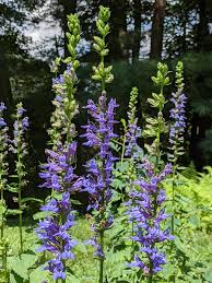 RedCrocus Blue Cardinal Flower Lobelia siphilitica- Vibrant Blue Perennial for Pollinators, Borders, and Containers- Hardy in Zones 3-9 1 Gallon (Pack of 5)