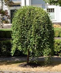 Pussy Willow–Tall Variety–Fast Growing Plant 6" Pot