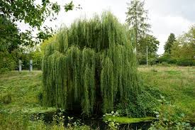 Pussy Willow–Tall Variety–Fast Growing Plant 6" Pot