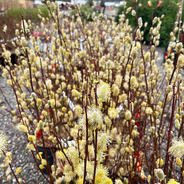 Pussy Willow–Tall Variety–Fast Growing Plant 6" Pot