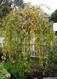 Pussy Willow–Tall Variety–Fast Growing Plant 6" Pot