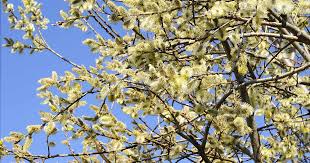 Pussy Willow–Tall Variety–Fast Growing Plant 6" Pot