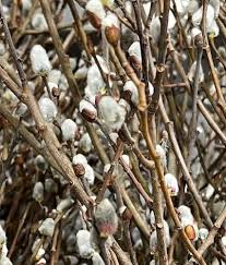 Pussy Willow–Tall Variety–Fast Growing Plant 6" Pot