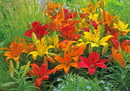 Lily Hybrid–Assorted–Fragrant and Colorful 6" Pot
