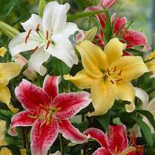 Lily Hybrid–Assorted–Fragrant and Colorful 6" Pot