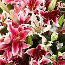 Lily Hybrid–Assorted–Fragrant and Colorful 6" Pot