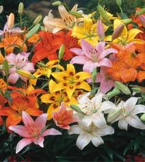 Lily Hybrid–Assorted–Fragrant and Colorful 6" Pot