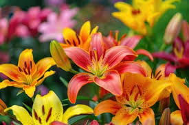 Lily Hybrid–Assorted–Fragrant and Colorful 6" Pot