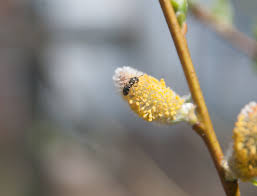 RedCrocus Pussy Willow | Deciduous Shrub for Gardens & Pollinator Attraction | Early Spring Fuzzy Catkins | Hardy in Zones 4-8 6" Pot