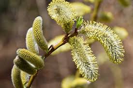 Pussy Willow–Salix discolor–Attracts pollinators 6" Pot